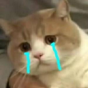 猫耳营救