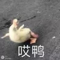 沙雕师徒的恋爱日常